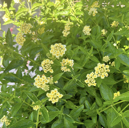 Lantana Plants Live - Lemon Drop Pack of 3 Lantana Live Plants for Planting - 4-6 Inches Tall - Attracts Butterflies, Perfect for Containers