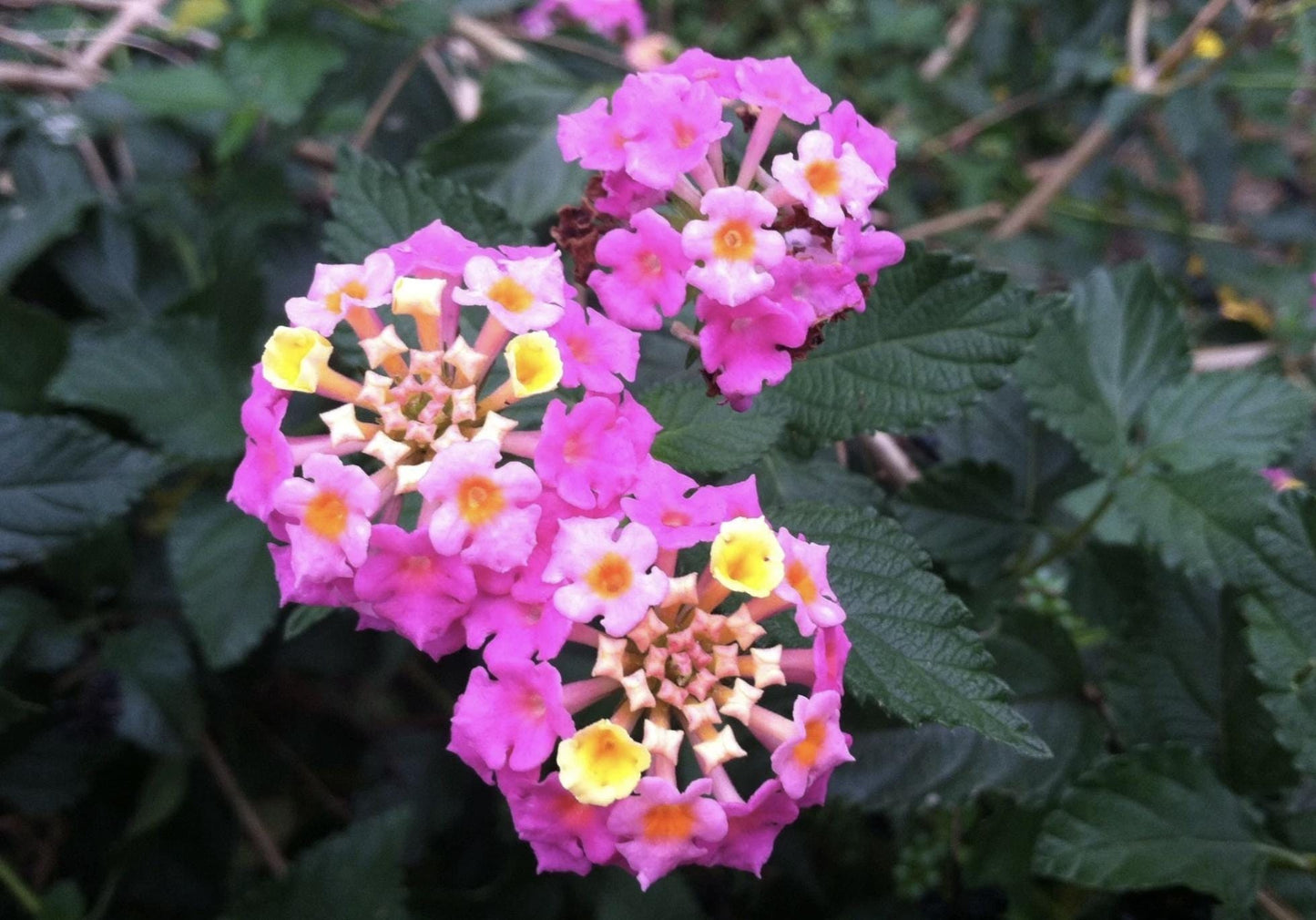Lantana 'Carlos' Live Starter Plants: Golden Yellow To Orange, Red, And Sometimes Rose-pink Or Purple As They Mature (Pack of 3) -