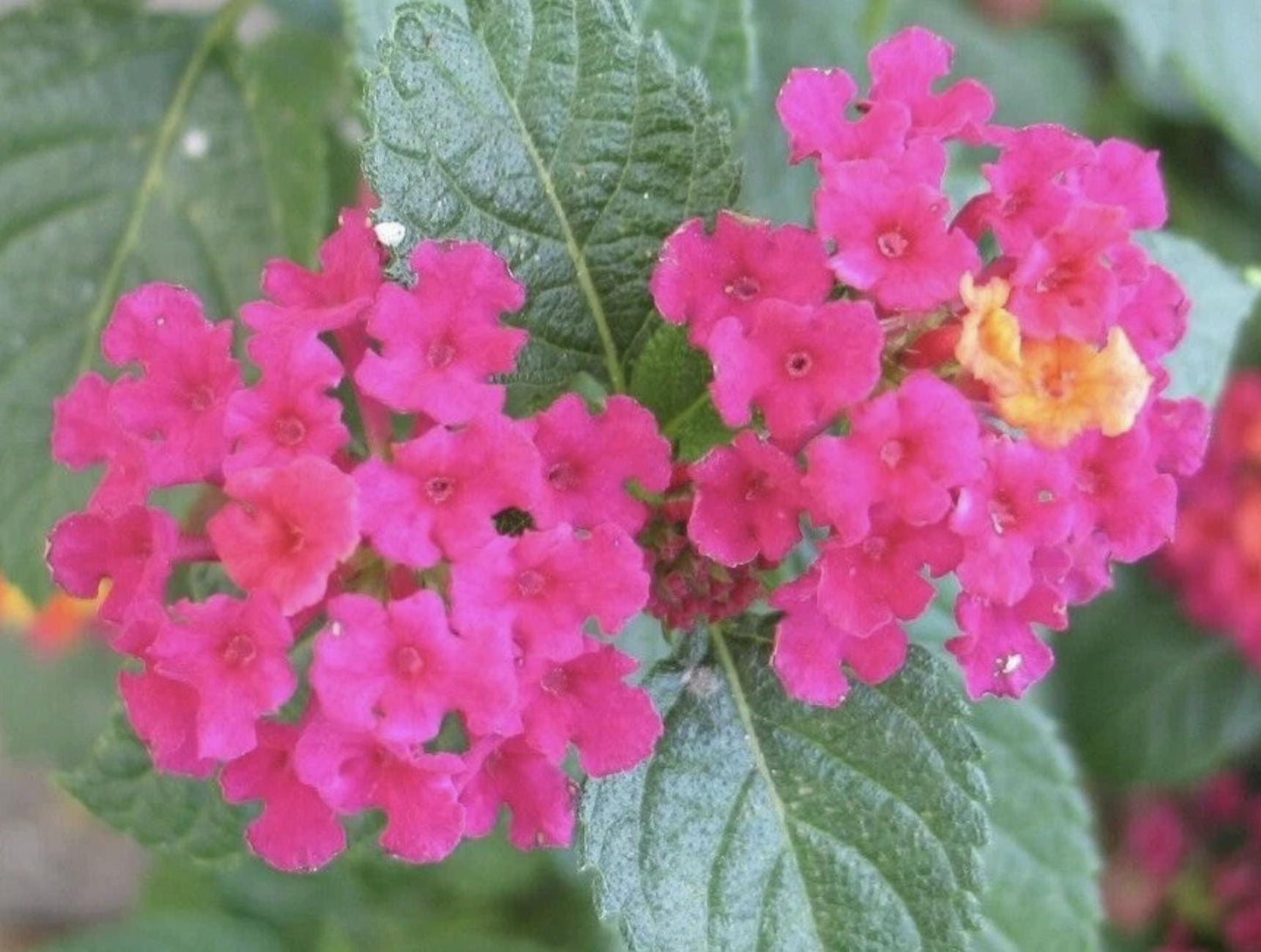 Lantana 'Carlos' Live Starter Plants: Golden Yellow To Orange, Red, And Sometimes Rose-pink Or Purple As They Mature (Pack of 3) -