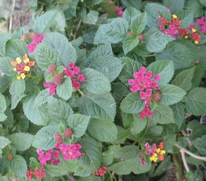 Lantana 'Carlos' Live Starter Plants: Golden Yellow To Orange, Red, And Sometimes Rose-pink Or Purple As They Mature (Pack of 3) -
