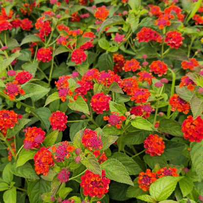 Lantana Plants Live - Red Spread Pack of 3 Lantana Live Plants for Planting - 4-6 Inches Tall - Attracts Butterflies, Perfect for Containers