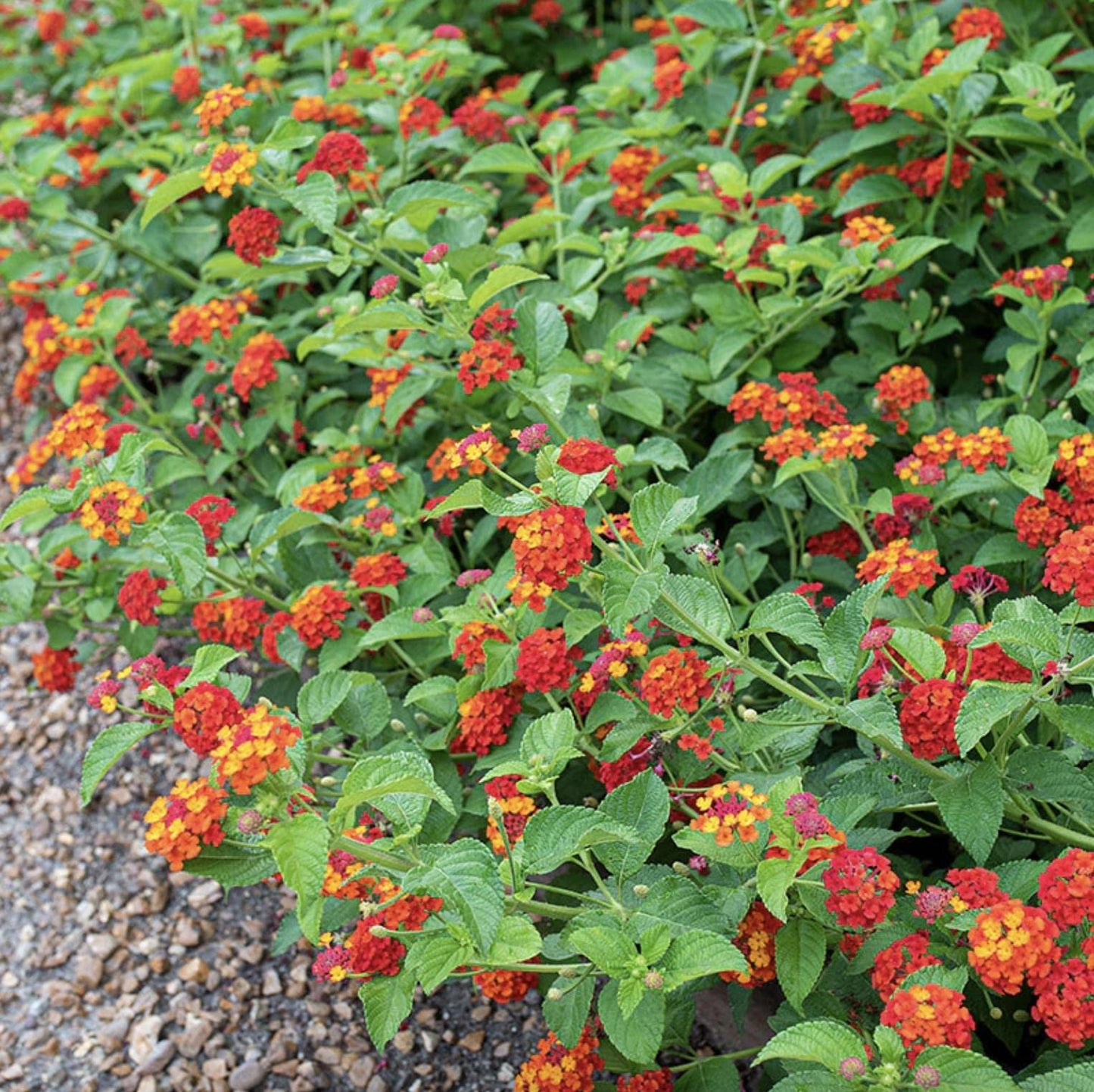 Lantana Plants Live - Red Spread Pack of 3 Lantana Live Plants for Planting - 4-6 Inches Tall - Attracts Butterflies, Perfect for Containers