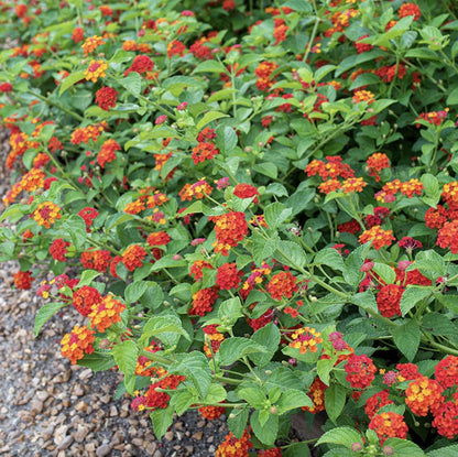 Lantana Plants Live - Red Spread Pack of 3 Lantana Live Plants for Planting - 4-6 Inches Tall - Attracts Butterflies, Perfect for Containers