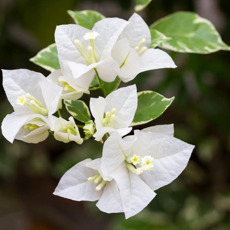 White Bougainvillea Flower Plants - Pack of 2 Live Key West White Bougainvilleas - 4-6 Inches Tall - Vibrant Blooms