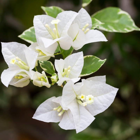 White Bougainvillea Flower Plants - Pack of 2 Live Key West White Bougainvilleas - 4-6 Inches Tall - Vibrant Blooms