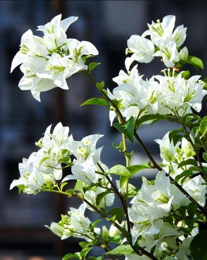 White Bougainvillea Flower Plants - Pack of 2 Live Key West White Bougainvilleas - 4-6 Inches Tall - Vibrant Blooms