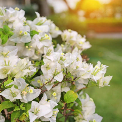 White Bougainvillea Flower Plants - Pack of 2 Live Key West White Bougainvilleas - 4-6 Inches Tall - Vibrant Blooms