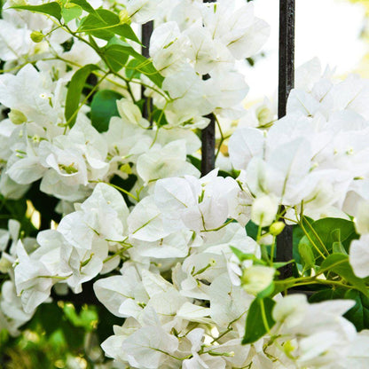 White Bougainvillea Flower Plants - Pack of 2 Live Key West White Bougainvilleas - 4-6 Inches Tall - Vibrant Blooms