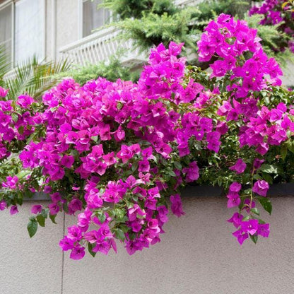 Purple Bougainvillea Flower Plants - Pack of 2 Live Elizabeth Angus Bougainvilleas - 4-6 Inches Tall - Vibrant Blooms