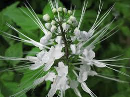 White Cat Whiskers Live Plants - Pack of 2 - Orthosiphon Stameneus - Java Tea Perennial Flowering Shrub - 4-6 Inches Tall