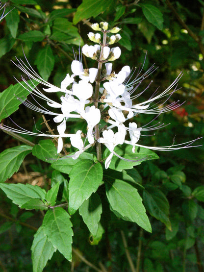 White Cat Whiskers Live Plants - Pack of 2 - Orthosiphon Stameneus - Java Tea Perennial Flowering Shrub - 4-6 Inches Tall