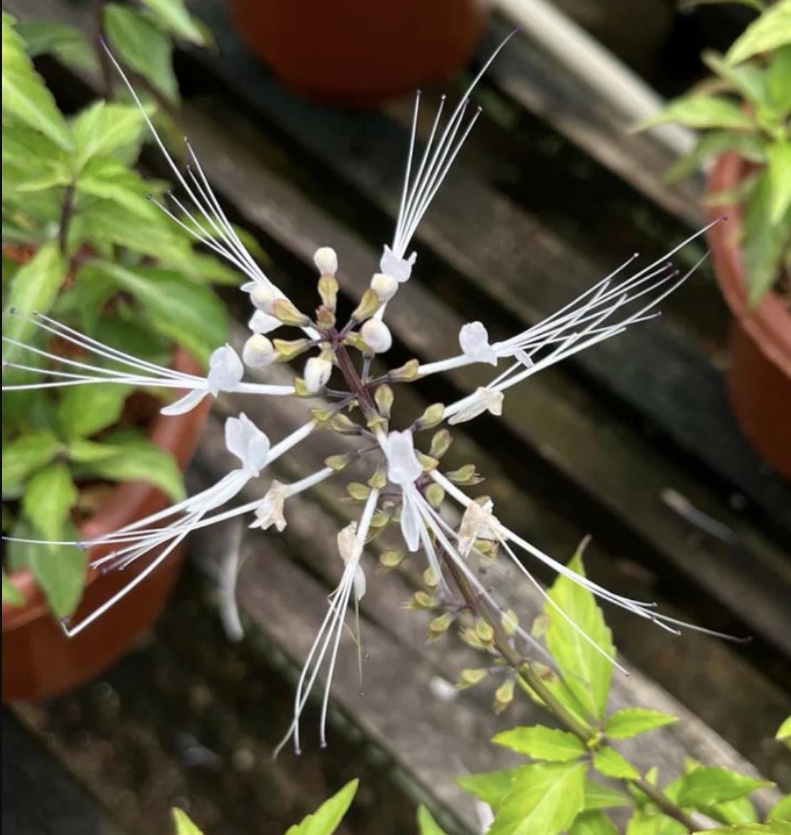 White Cat Whiskers Live Plants - Pack of 2 - Orthosiphon Stameneus - Java Tea Perennial Flowering Shrub - 4-6 Inches Tall