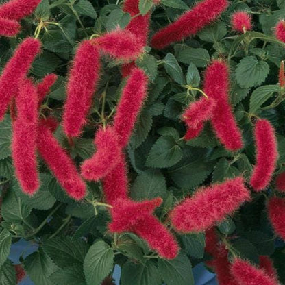 Firetail Chenille Plants - Pack of 2 Dwarf Chenille Live Plants - 4-6 Inches Tall - Unique Red Fuzzy Blooms Acalypha pendula