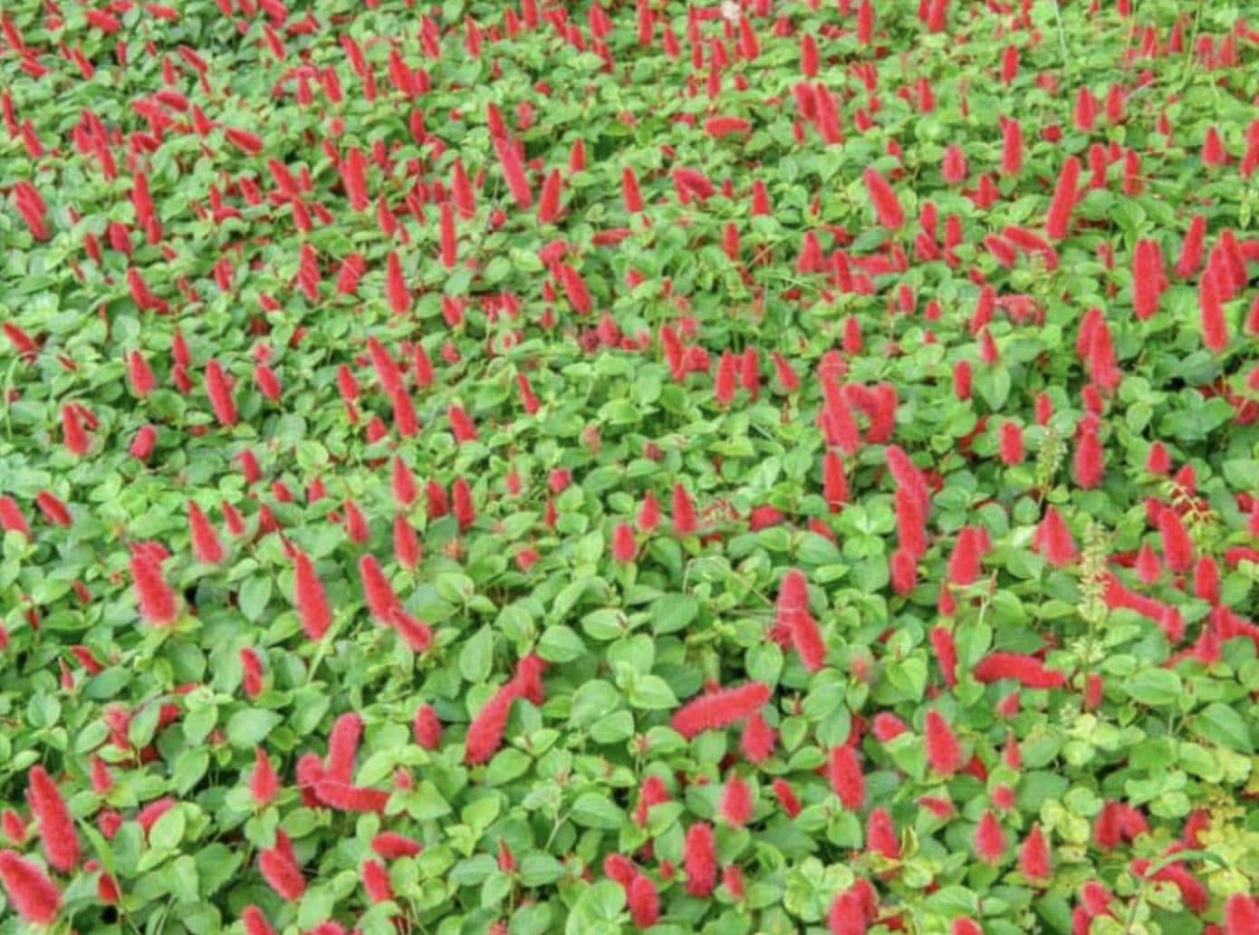 Firetail Chenille Plants - Pack of 2 Dwarf Chenille Live Plants - 4-6 Inches Tall - Unique Red Fuzzy Blooms Acalypha pendula