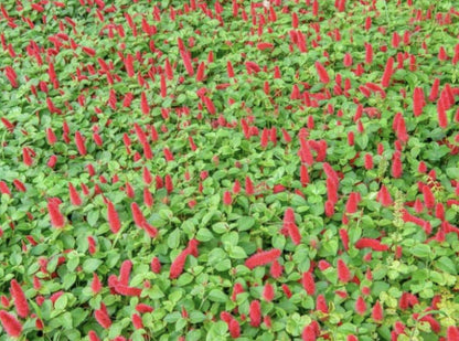 Firetail Chenille Plants - Pack of 2 Dwarf Chenille Live Plants - 4-6 Inches Tall - Unique Red Fuzzy Blooms Acalypha pendula
