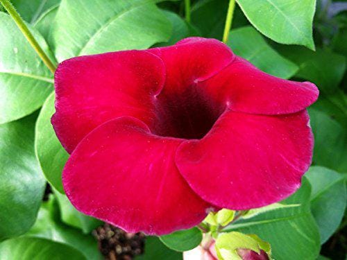 Allamanda Red Live Plants - Pack of 2 Brazilian Allamanda 'Lil Red ' Live Plants - 4-6 Inches Tall - Vibrant Red Blooms