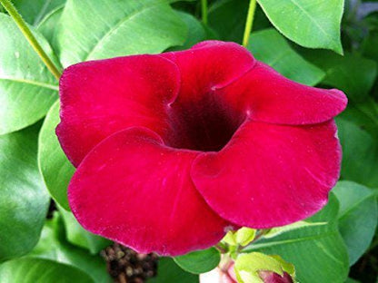 Allamanda Red Live Plants - Pack of 2 Brazilian Allamanda 'Lil Red ' Live Plants - 4-6 Inches Tall - Vibrant Red Blooms