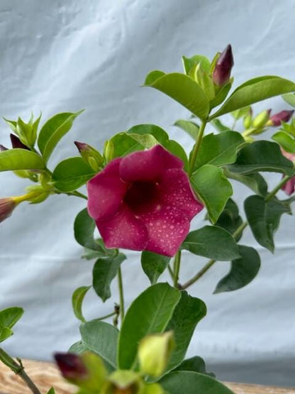 Allamanda Red Live Plants - Pack of 2 Brazilian Allamanda 'Lil Red ' Live Plants - 4-6 Inches Tall - Vibrant Red Blooms