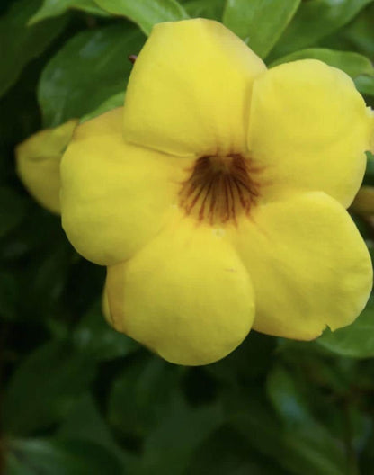 Allamanda Golden Trumpet - Pack of 2 Live Plants Yellow Flower Plants- 'Brown Bud' Hendersonii - 4-6 Inches Tall - Tropical Yellow Blooms