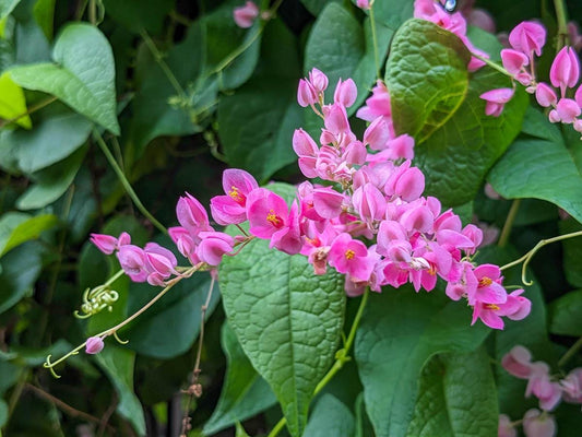 Pink Coral Vine  - Antigonon Leptopus - Pack of 2 Live Plants - Mexican Creeper - 4-6 Inches Tall - Climbing Pink Blooms - Fast Growing