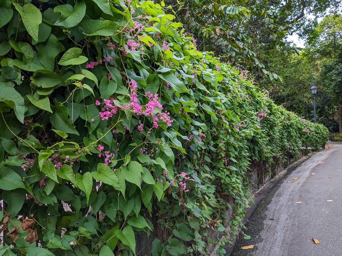Pink Coral Vine  - Antigonon Leptopus - Pack of 2 Live Plants - Mexican Creeper - 4-6 Inches Tall - Climbing Pink Blooms - Fast Growing