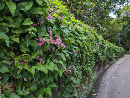 Pink Coral Vine  - Antigonon Leptopus - Pack of 2 Live Plants - Mexican Creeper - 4-6 Inches Tall - Climbing Pink Blooms - Fast Growing