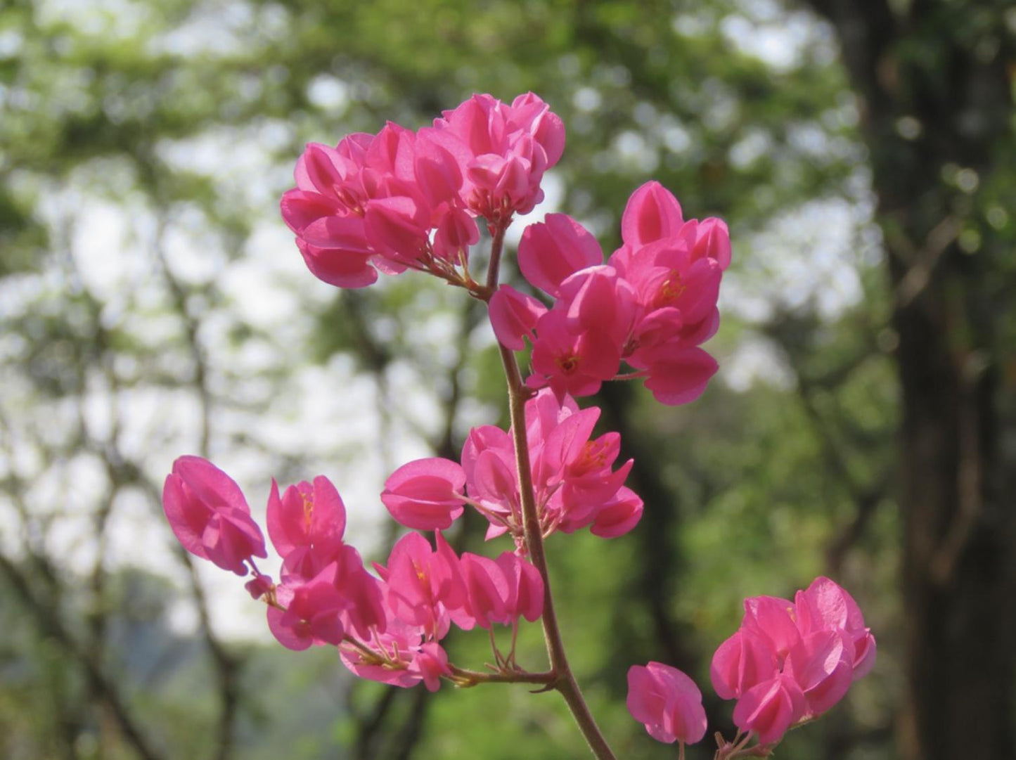 Pink Coral Vine  - Antigonon Leptopus - Pack of 2 Live Plants - Mexican Creeper - 4-6 Inches Tall - Climbing Pink Blooms - Fast Growing