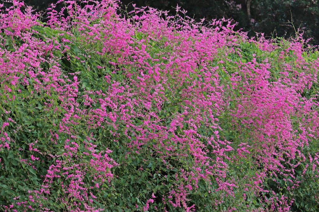 Pink Coral Vine  - Antigonon Leptopus - Pack of 2 Live Plants - Mexican Creeper - 4-6 Inches Tall - Climbing Pink Blooms - Fast Growing