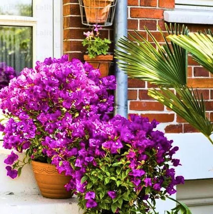 Live Purple Bougainvillea Glabra Lilac Plant: Hardy Tropical Vine (Pack of 2)