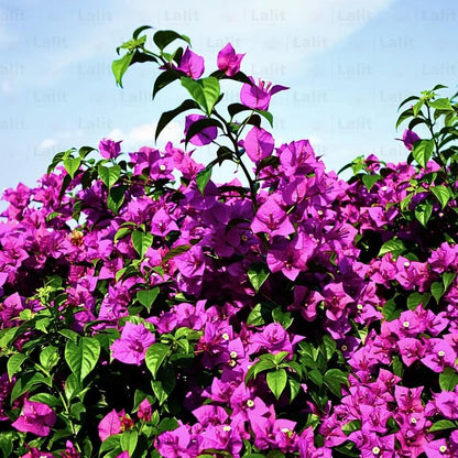 Live Purple Bougainvillea Glabra Lilac Plant: Hardy Tropical Vine (Pack of 2)