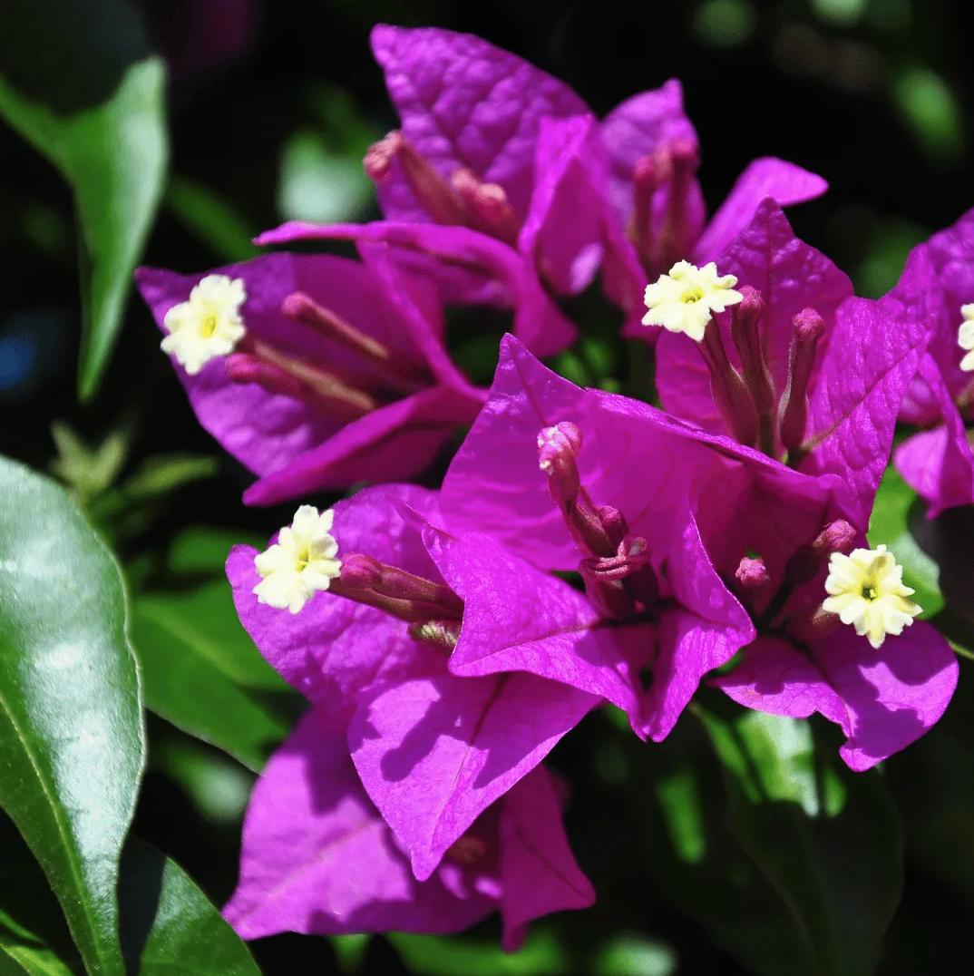 Live Purple Bougainvillea Glabra Lilac Plant: Hardy Tropical Vine (Pack of 2)