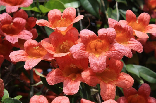 Tangerine Beauty Crossvine (Bignonia capreolata) Live Plants – Pack of 2 – Vibrant Orange Trumpet-Shaped Blooms – Climbing Vine