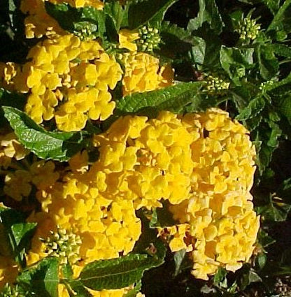Lantana New Gold Plants – Pack of 2 Bright Yellow Flowering Shrub – Drought Tolerant  Low Maintenance – Great for Containers & Garden Beds