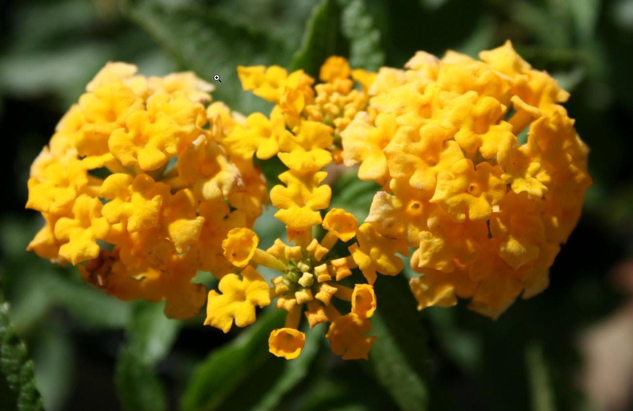 Lantana New Gold Plants – Pack of 2 Bright Yellow Flowering Shrub – Drought Tolerant  Low Maintenance – Great for Containers & Garden Beds