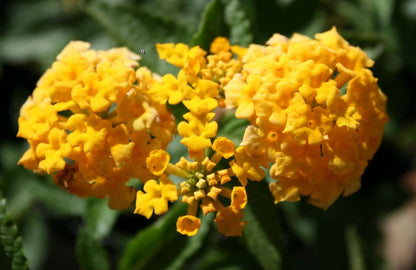Lantana New Gold Plants – Pack of 2 Bright Yellow Flowering Shrub – Drought Tolerant  Low Maintenance – Great for Containers & Garden Beds