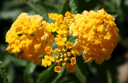Lantana New Gold Plants – Pack of 2 Bright Yellow Flowering Shrub – Drought Tolerant  Low Maintenance – Great for Containers & Garden Beds