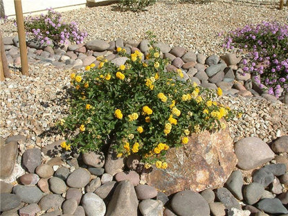 Lantana New Gold Plants – Pack of 2 Bright Yellow Flowering Shrub – Drought Tolerant  Low Maintenance – Great for Containers & Garden Beds