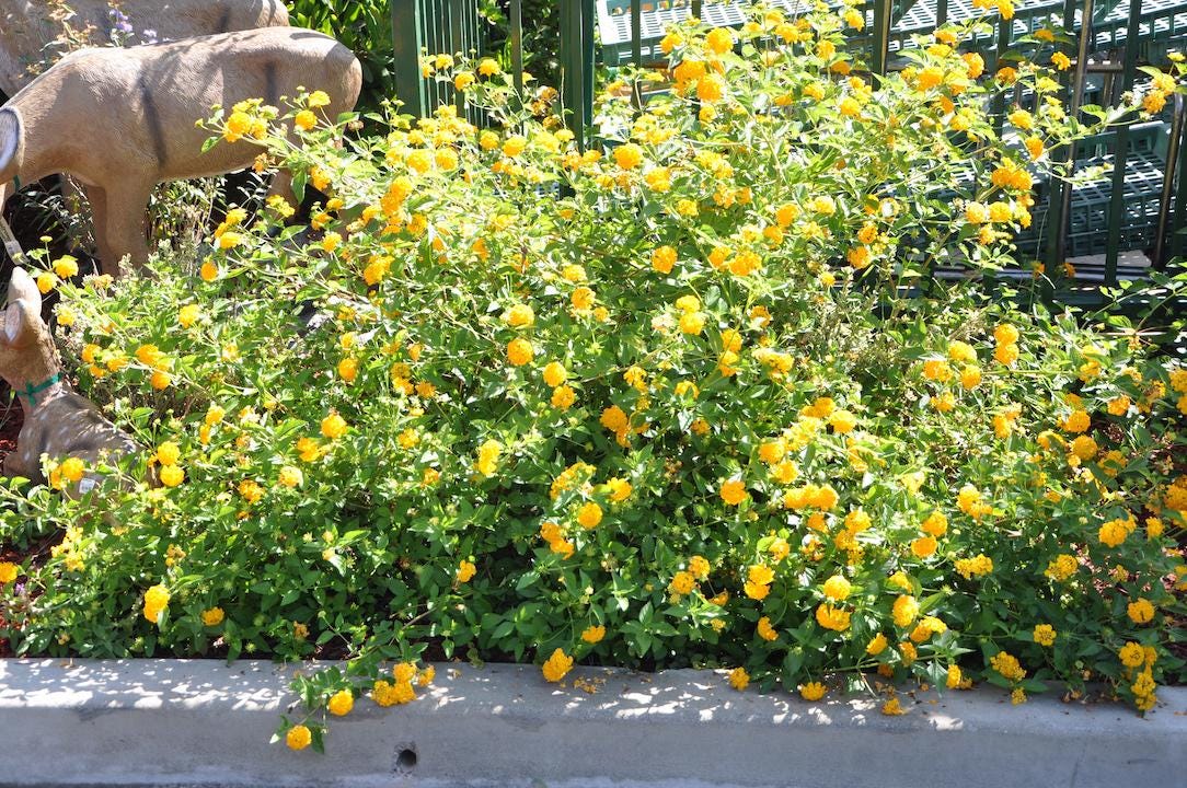 Lantana New Gold Plants – Pack of 2 Bright Yellow Flowering Shrub – Drought Tolerant  Low Maintenance – Great for Containers & Garden Beds