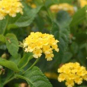 Lantana Plants - Yellow Lantana Lola Pack of 2 Live Plants - 4-6 Inches Tall - Attracts Butterflies, Perfect for Containers & Garden Bed