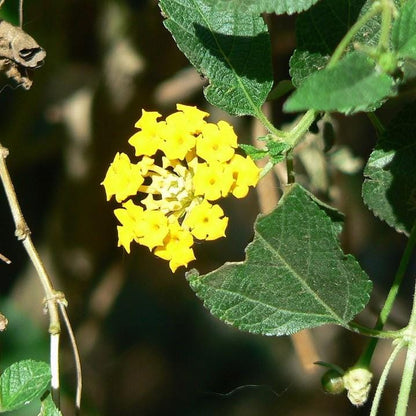 Lantana Plants - Yellow Lantana Lola Pack of 2 Live Plants - 4-6 Inches Tall - Attracts Butterflies, Perfect for Containers & Garden Bed