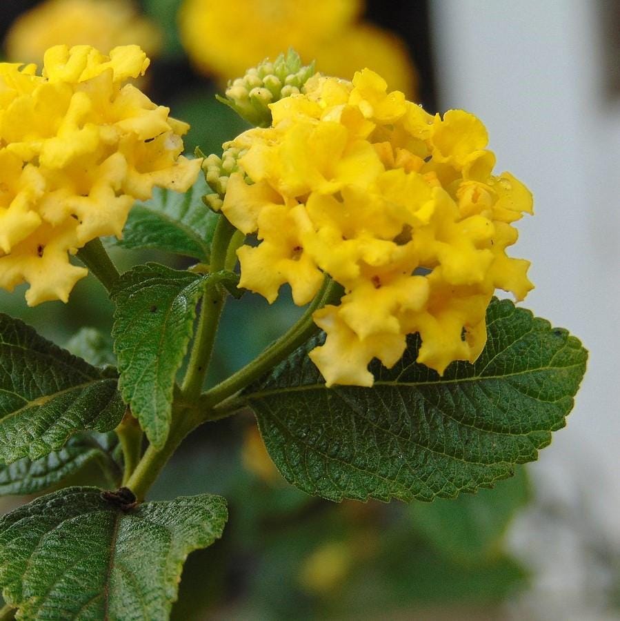 Lantana Plants - Yellow Lantana Lola Pack of 2 Live Plants - 4-6 Inches Tall - Attracts Butterflies, Perfect for Containers & Garden Bed