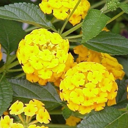 Lantana Plants - Yellow Lantana Lola Pack of 2 Live Plants - 4-6 Inches Tall - Attracts Butterflies, Perfect for Containers & Garden Bed