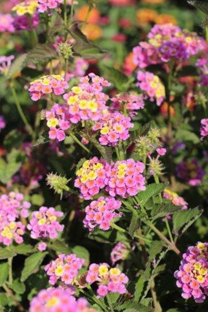 Lantana Plants Live - Pink Caprice Pack of 2 Lantana Live Plant - 4-6 Inches Tall - Attracts Butterflies, Perfect for Containers