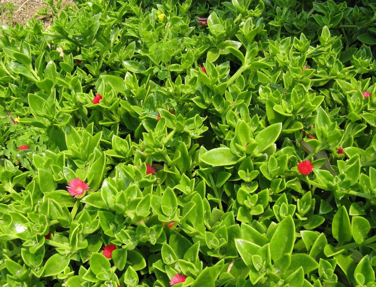 Aptenia Red Apple Live Plants - Pack of 2 - Baby Sun Rose 4-6 Inches Tall - Spreading Succulent with Red Blooms, Drought Tolerant