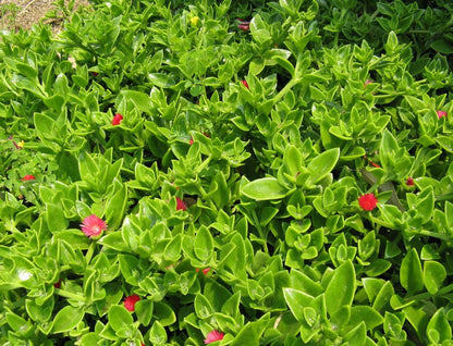 Aptenia Red Apple Live Plants - Pack of 2 - Baby Sun Rose 4-6 Inches Tall - Spreading Succulent with Red Blooms, Drought Tolerant
