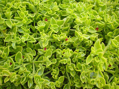 Aptenia Red Apple Live Plants - Pack of 2 - Baby Sun Rose 4-6 Inches Tall - Spreading Succulent with Red Blooms, Drought Tolerant