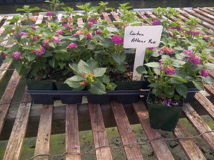 Lantana "Athens Rose" Live Starter Plants | 4-6 Inches Tall | Butterfly Attractant, Drought-Tolerant, Great for Containers