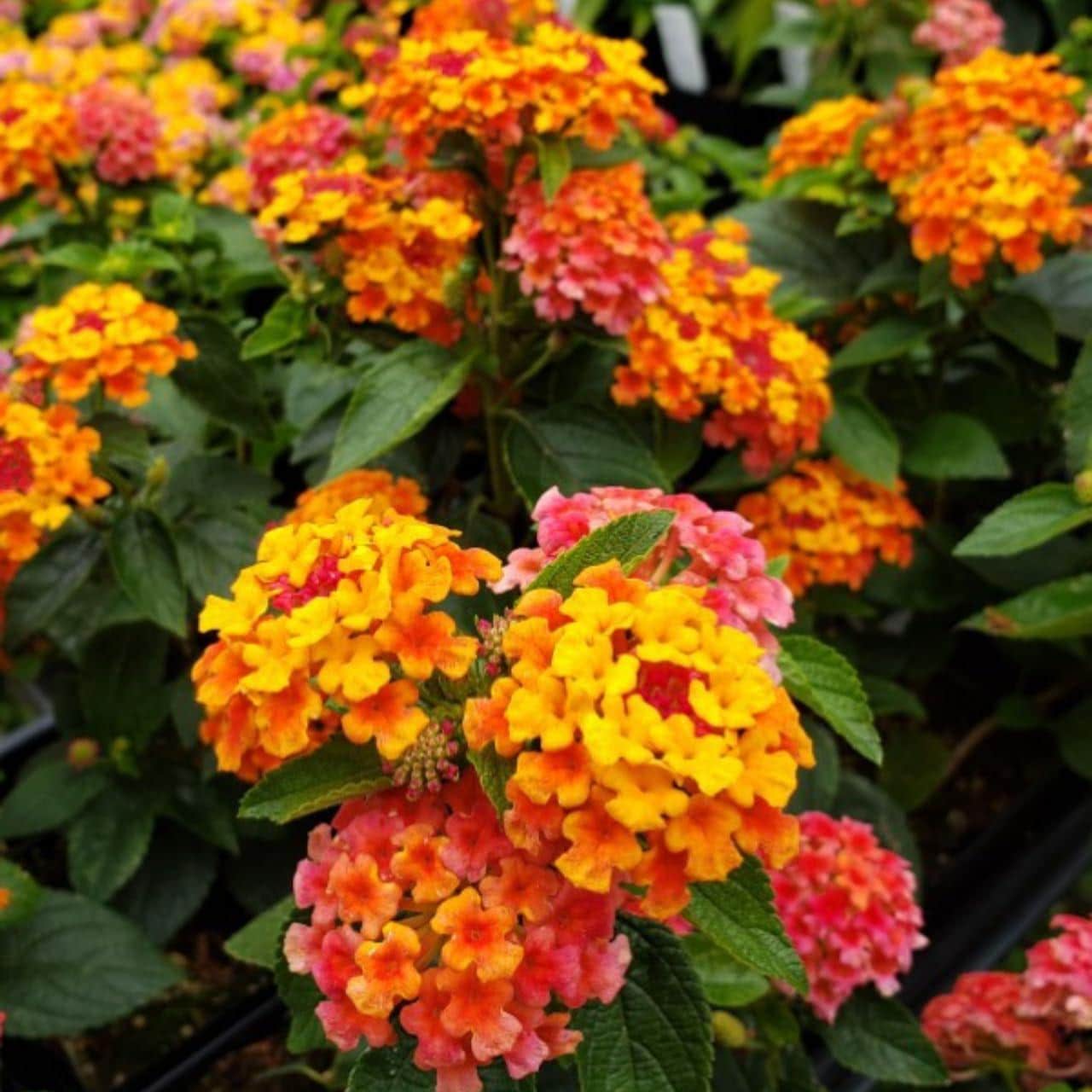 Lantana "Bright Orange" Live Starter Plants | 4-6 Inches Tall | Attracts Butterflies, Ideal for Containers, Drought-Tolerant