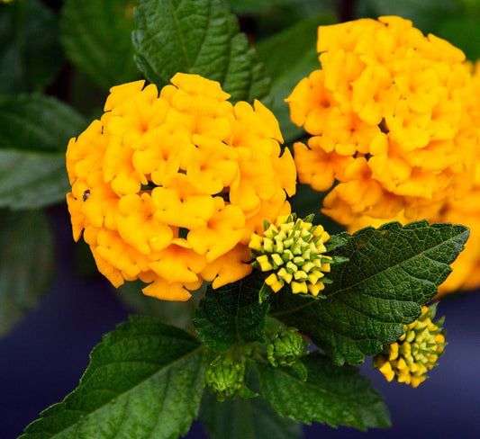 Lantana "Chapel Hill Gold" Live Starter Plants | 4-6 Inches Tall | Pollinator-Friendly, Container-Friendly, Easy Care
