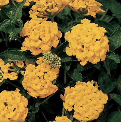 Lantana "Chapel Hill Gold" Live Starter Plants | 4-6 Inches Tall | Pollinator-Friendly, Container-Friendly, Easy Care
